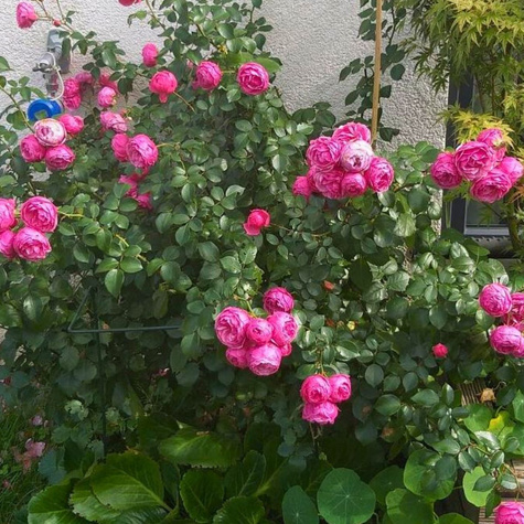 Róża rabatowa Pomponella