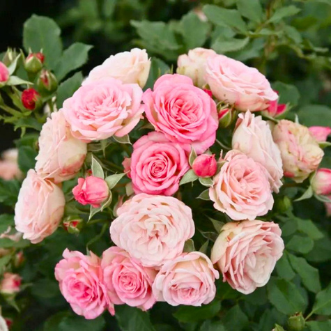 Róża rabatowa Xenia różowa balot