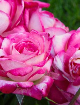 Róża wielkokwiatowa Desse Biało-Różowa w balocie