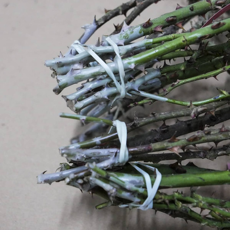 Róża pnąca Ciemno-Czerwona Pauls Scarlet w balocie