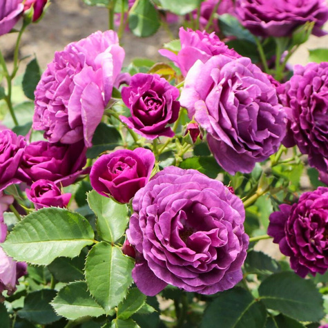 Róża rabatowa Minerva fioletowa