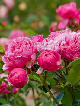 Róża rabatowa Magic Rokoko różowa