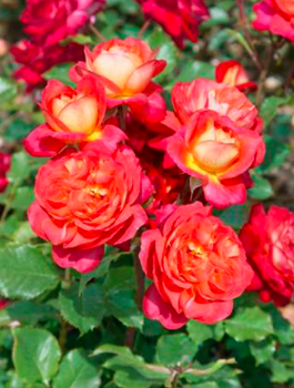 Róża miniatura Midsummer pomarańczowa balot