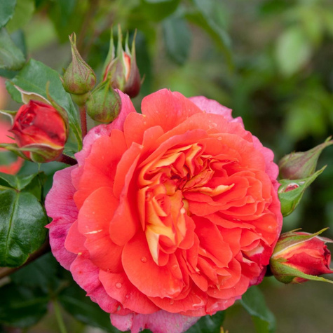 Róża rabatowa Gebruder Grimm pomarańczowo-czerwona