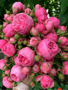 Róża rabatowa Pomponella