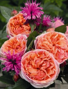 Róża rabatowa Chippendale pomarańczowa