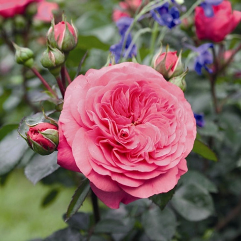 Róża rabatowa Baronesse różowa