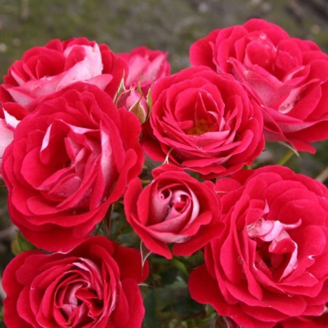 Róża miniatura Corazon czerwono-kremowa balot