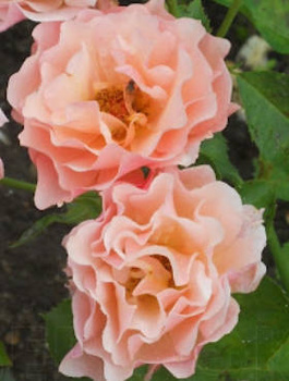 Róża rabatowa Women’s Choice łososiowa