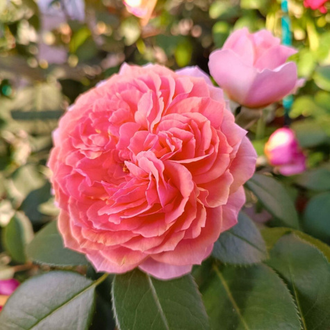 Róża rabatowa Chippendale pomarańczowa