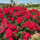 Róża rabatowa Matador czerwona balot