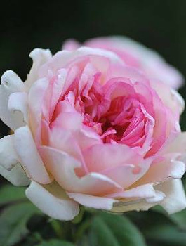 Róża wielkokwiatowa Souvenir de Baden-Baden kremowo-różowa balot