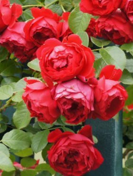 Róża pnąca Florentina czerwona balot