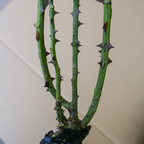 Róża wielkokwiatowa Cherry Lady amarantowa balot