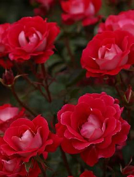 Róża rabatowa Black Forest Rose czerwona