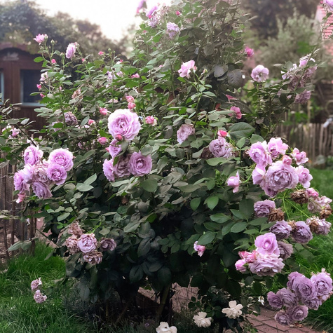 Róża rabatowa Novalis