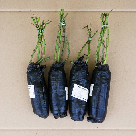 Róża rabatowa Pomponella