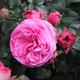 Róża rabatowa Baronesse różowa