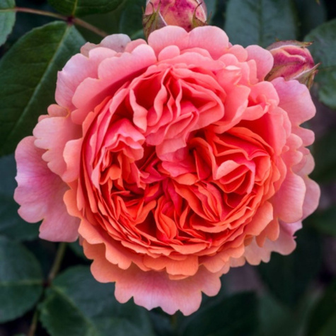 Róża rabatowa Chippendale pomarańczowa