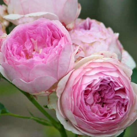 Róża rabatowa Vesalius kremowo-fioletowa