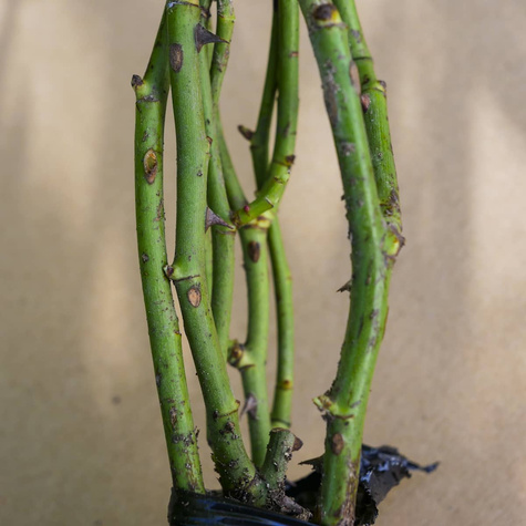 Róża rabatowa Matador czerwona balot