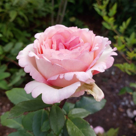 Róża wielkokwiatowa Souvenir de Baden-Baden kremowo-różowa balot