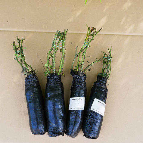 Róża rabatowa Rosenfaszination pastelowa balot