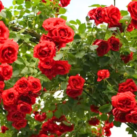 Róża pnąca Ciemno-Czerwona Pauls Scarlet w balocie