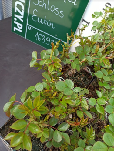 Róża parkowa Schloss Eutin pomarańczowa pastel balot