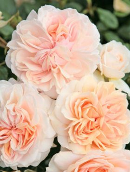 Róża rabatowa Garden of Roses balot