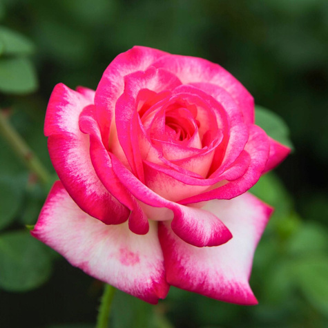 Róża wielkokwiatowa Desse Biało-Różowa w balocie