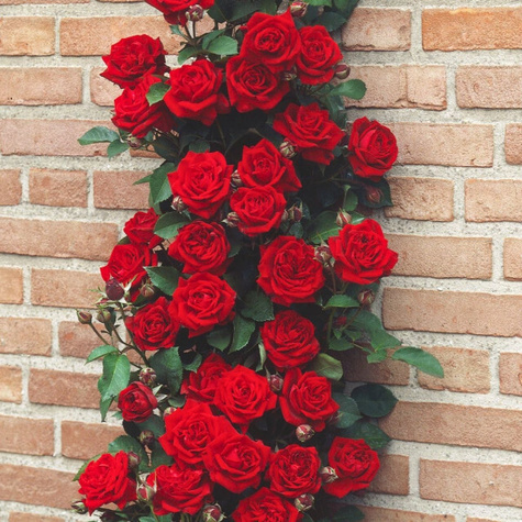 Róża pnąca Czerwona Mushimara balot