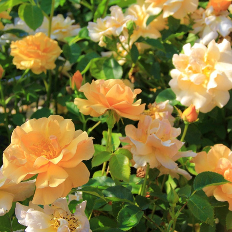 Róża rabatowa Campina Gold żółta