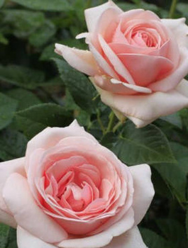 Róża wielkokwiatowa Aphrodite różowa balot