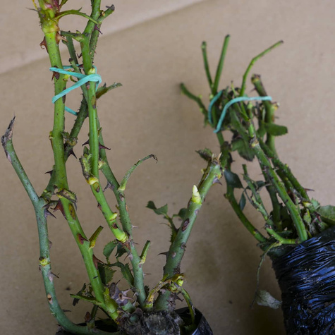 Róża wielkokwiatowa Cherry Lady amarantowa balot