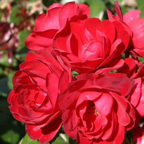 Róża rabatowa Milano czerwona balot