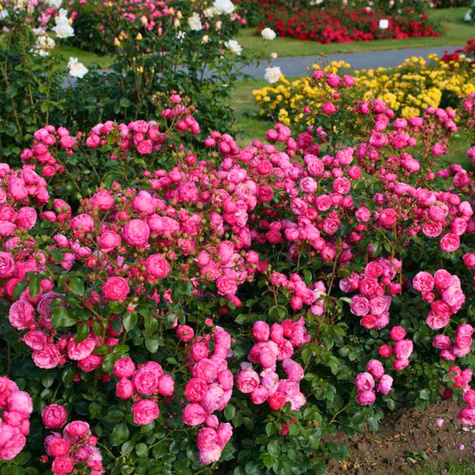 Róża rabatowa Pomponella