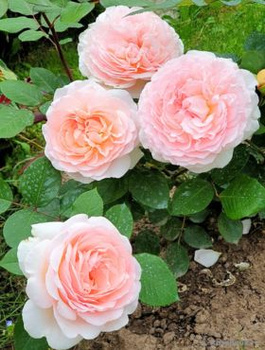 Róża rabatowa Marchenzauber kremowo-różowa balot