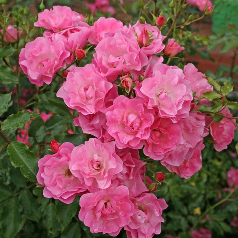 Róża rabatowa Maxi Vita różowa