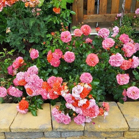 Róża rabatowa Gebruder Grimm pomarańczowo-czerwona