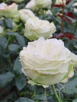 Róża wielkokwiatowa Wedding Piano biała balot