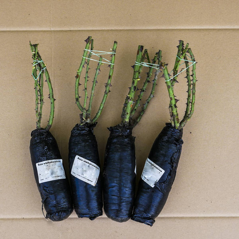 Róża wielkokwiatowa Różowa Cryterion w balocie