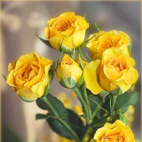 Róża rabatowa Żółta Allgold w balocie