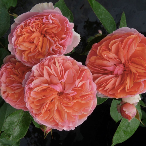 Róża rabatowa Chippendale pomarańczowa