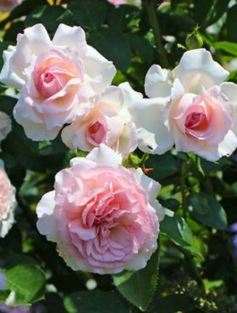 Róża parkowa Alexandra Princesse De Luxemburg różowa balot