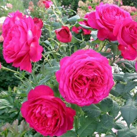 Róża wielkokwiatowa Johann Volfgang von Goethe Rose balot