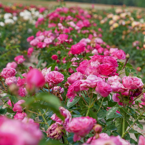 Róża rabatowa Magic Rokoko różowa