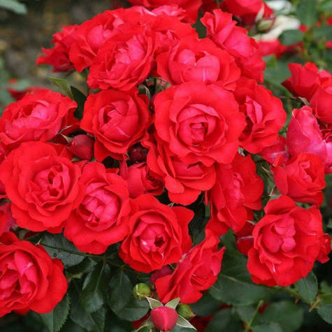 Róża rabatowa Black Forest Rose czerwona
