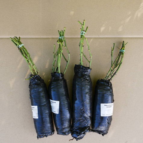 Róża okrywowa Aspirin Rose biała balot