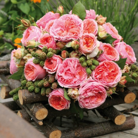 Róża rabatowa Chippendale pomarańczowa